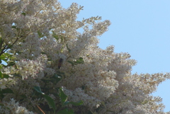 P1300400　ふんわり垣根