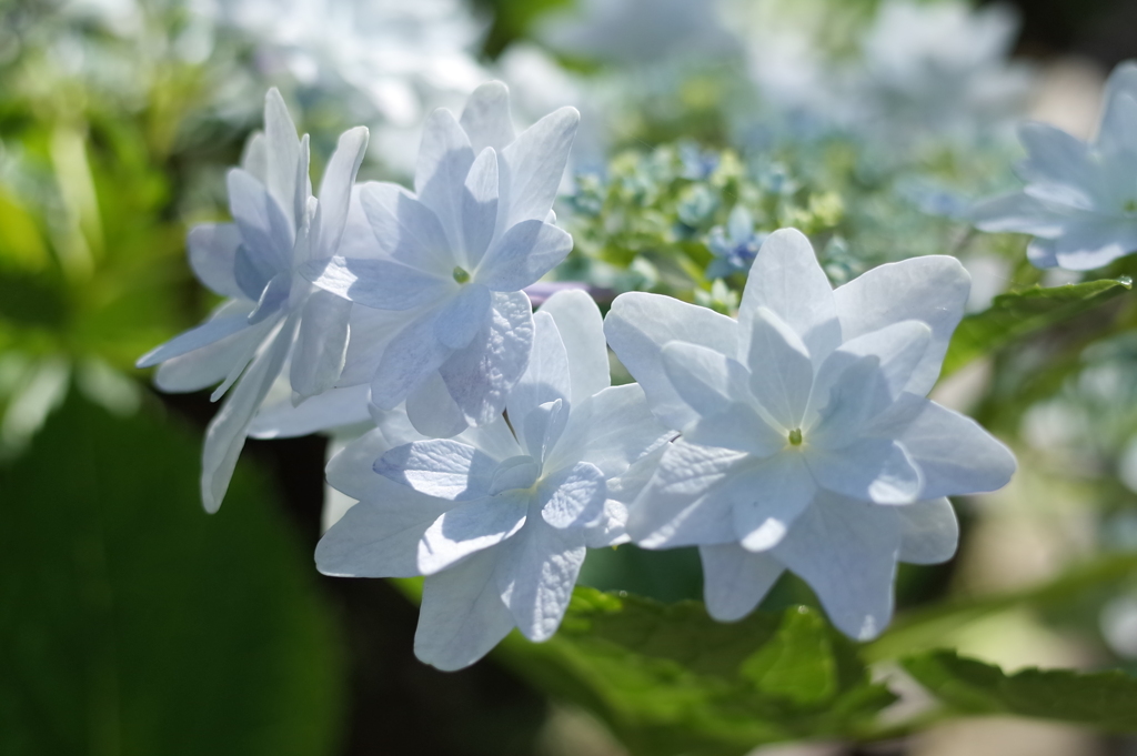 R0351136　6月の花嫁
