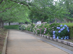 P1100070　アジサイの咲く公園