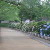 P1100070　アジサイの咲く公園