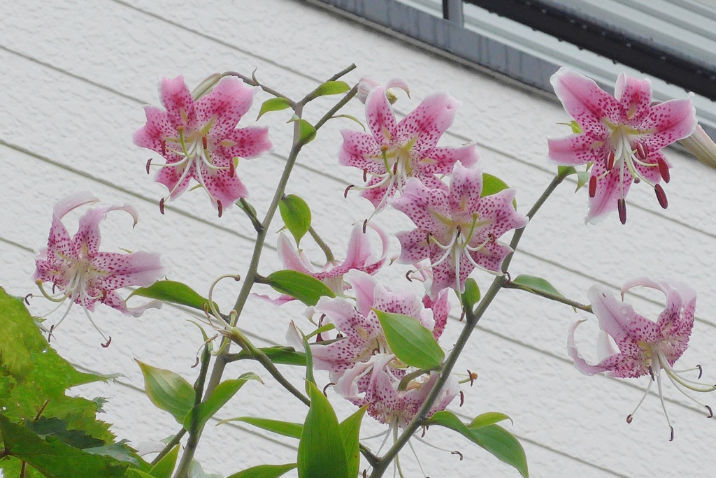 P1240151　カノコユリ