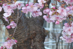 P1250925　河津桜