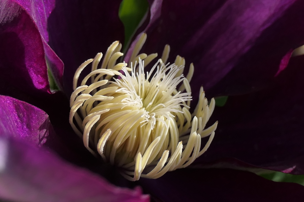 P1035673　クレマチス