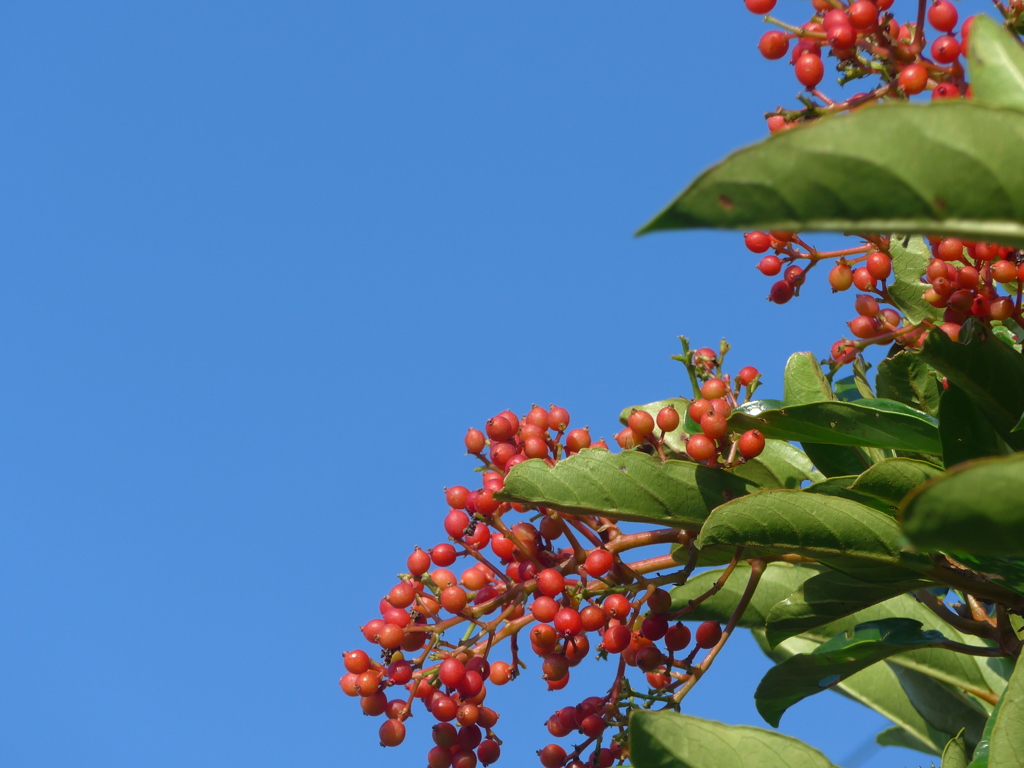 P1100843　青空と赤い実