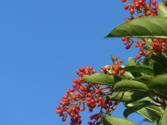 P1100843　青空と赤い実