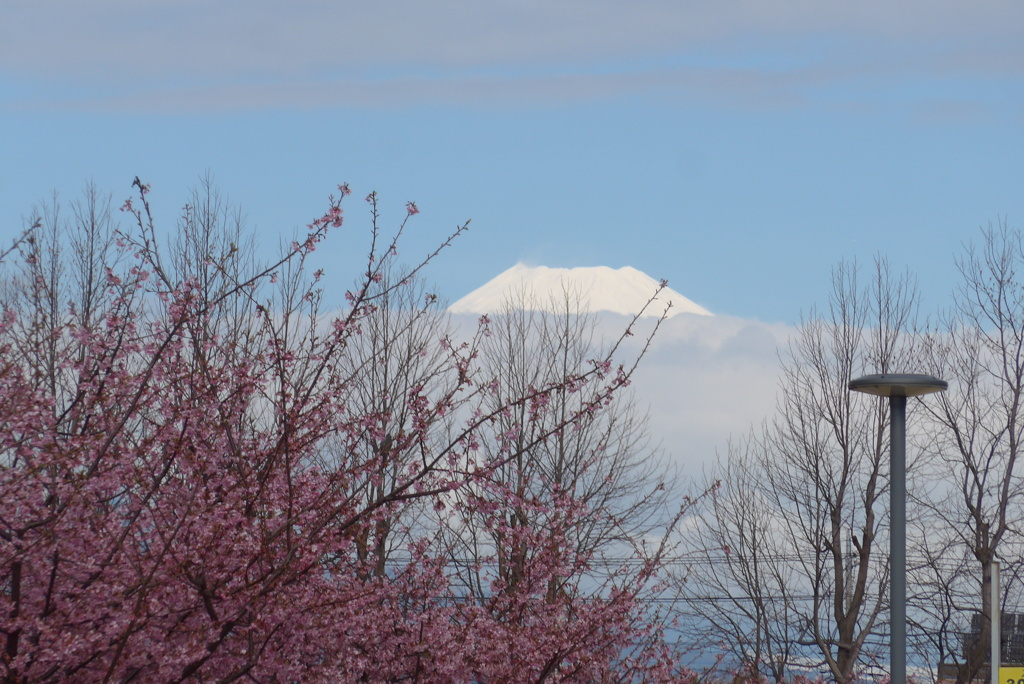 P1370616　3月9日 河津桜と今日の富士山