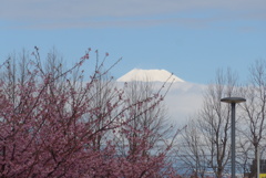 P1370616　3月9日 河津桜と今日の富士山