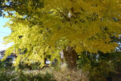 P1390290　イチョウの樹