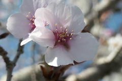 P1001277　かわいい桜