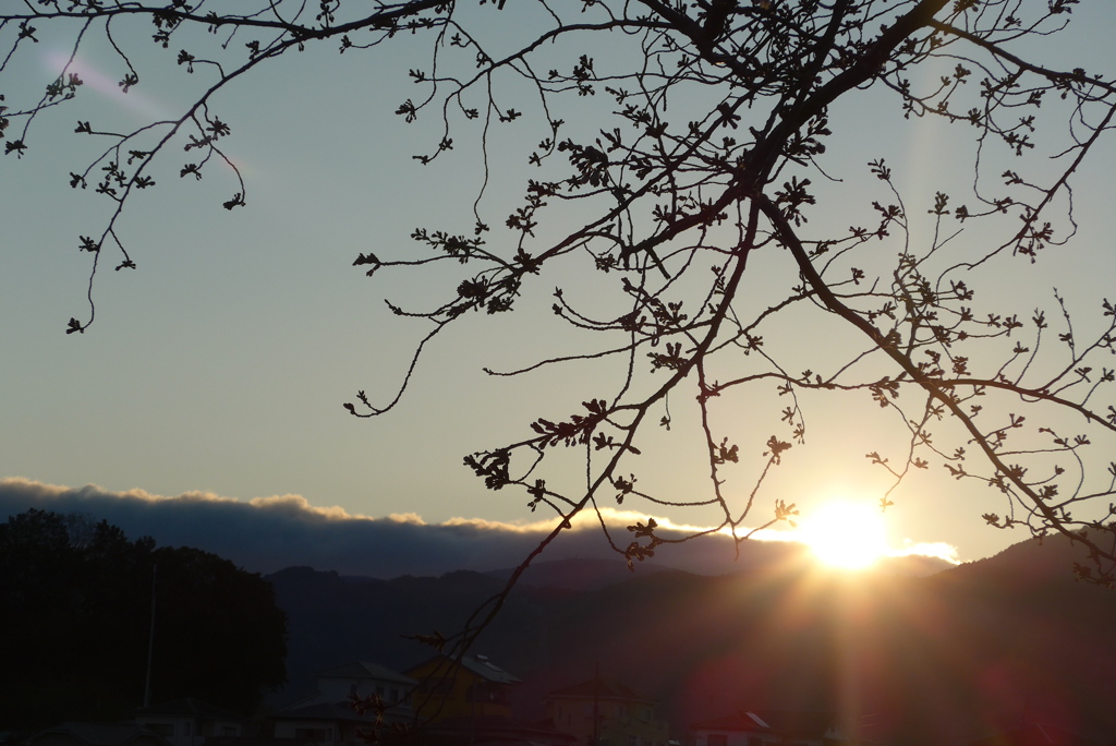P1140432　日の出と桜