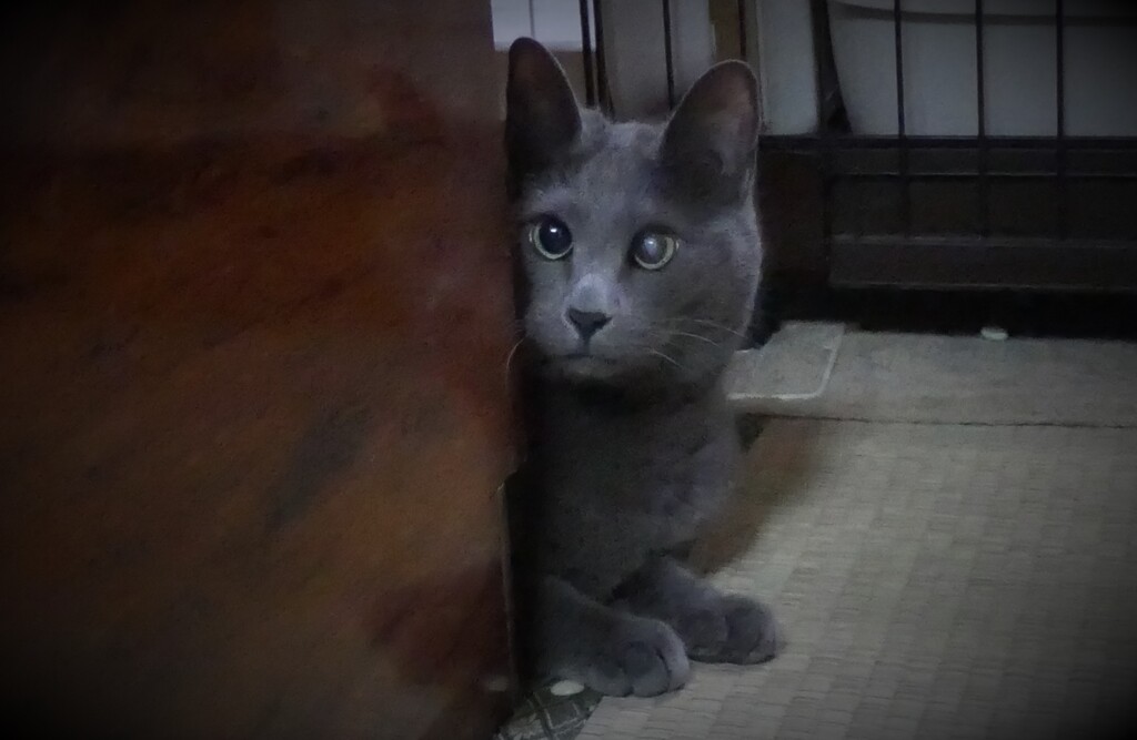 P1023828 (2)　見つめる