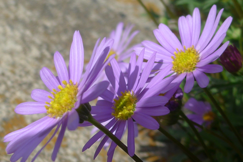 P1340384　歩道の小さな花壇にて
