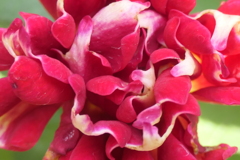 P1057137　横浜イングリッシュガーデンにて