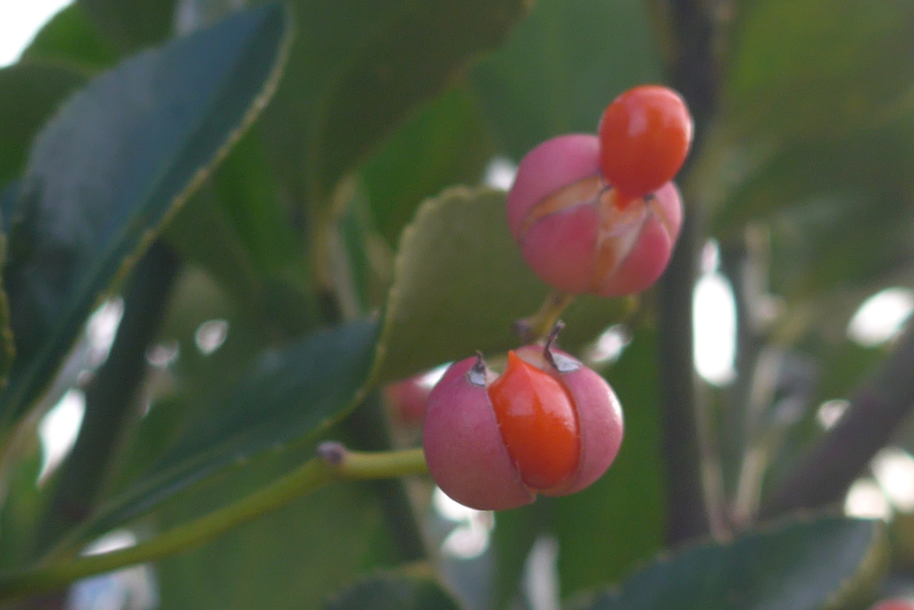 P1130318　かわいい実