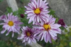 P1080949　小菊さん