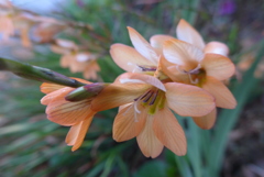 P1080673　可愛い花