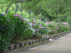 P1160636　あじさいの散歩道