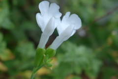 P1110037　無邪気な白