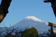 P1280834　11月28日 今日の富士山