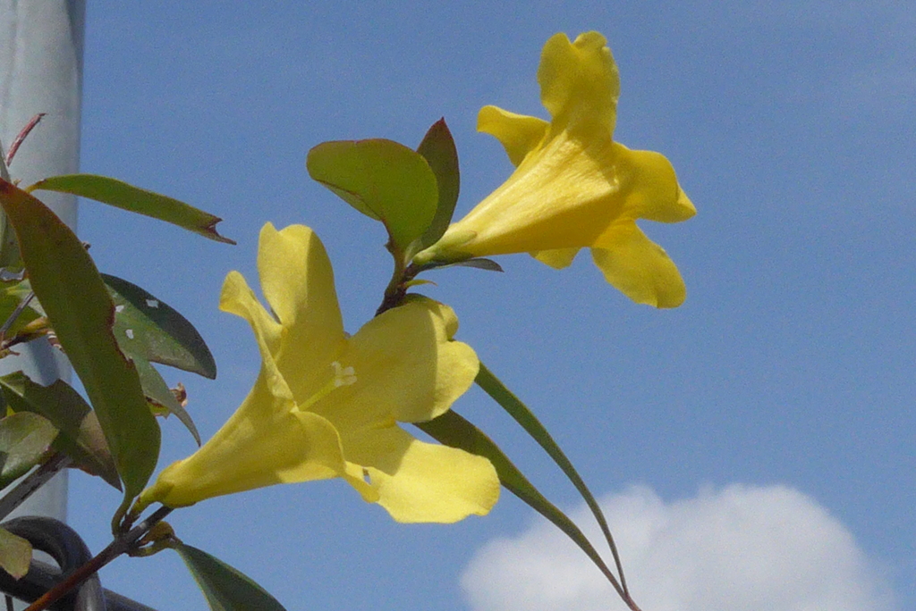 P1290889　爽やかだね～♪