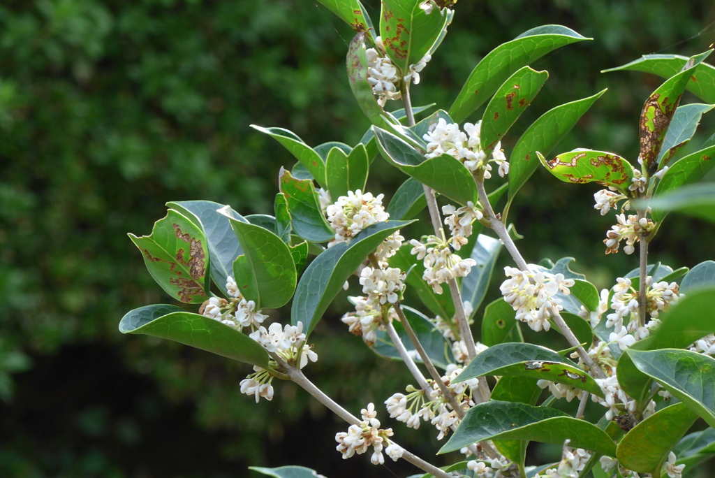 P1390219　ヒイラギモクセイ