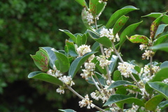 P1390219　ヒイラギモクセイ