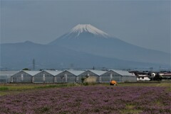 P1260969 (2)　4月24日 富士山とレンゲ畑