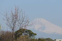 P1200992　3月19日 今朝の富士山