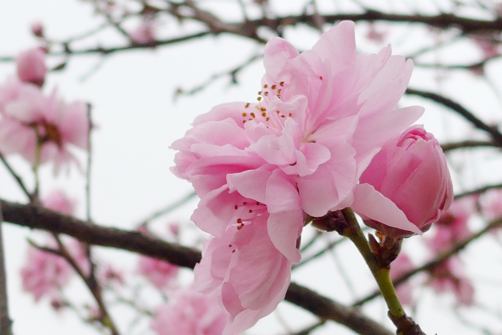 P1140312　華やか