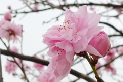 P1140312　華やか