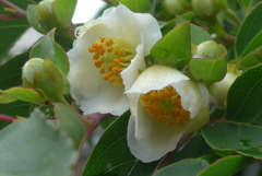 P1270395　ヒメシャラ