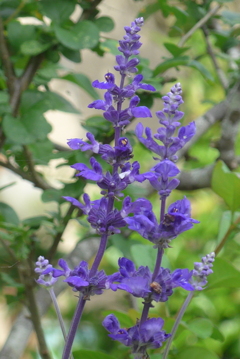 P1330249
