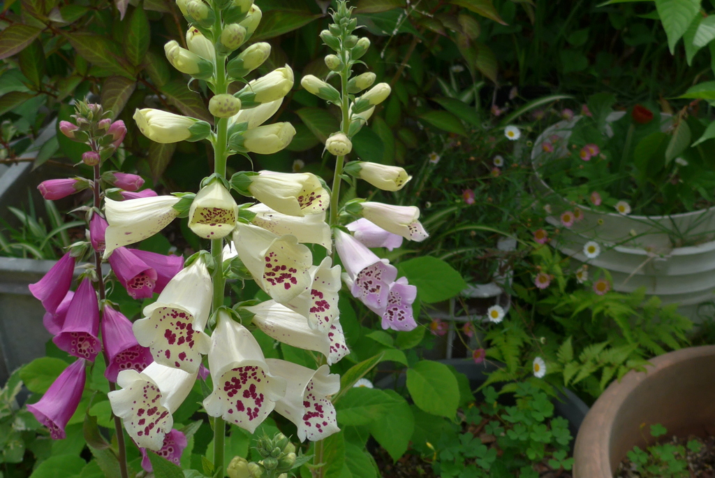 P1150852 (2)　ジギタリス