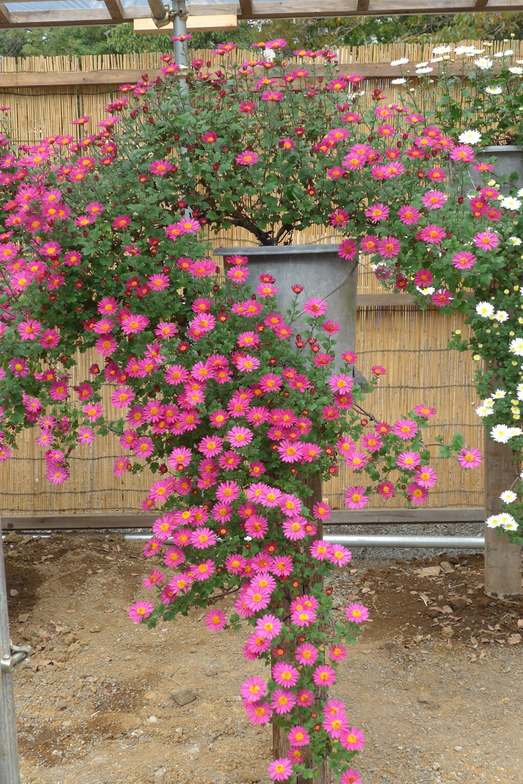 P1250452　三島楽寿園 菊まつり