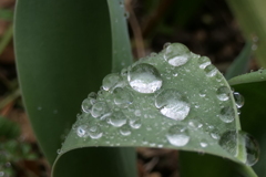 P1079796　水玉
