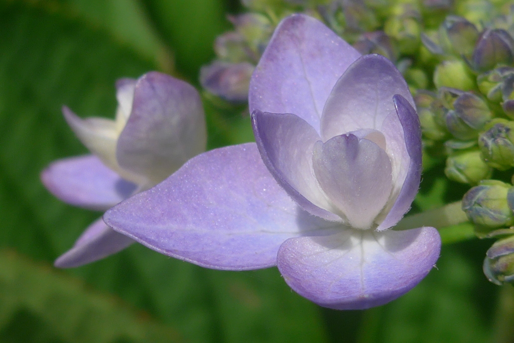 P1160070　あじさい