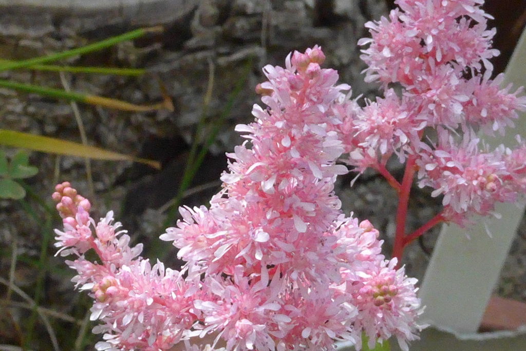 P1230331　アスチルベ