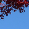 P1340683　赤と黒
