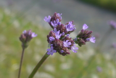 P1160060　野の花