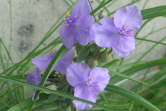 P1280068　涼やかに