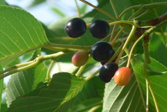 P1270467　いつもの公園で