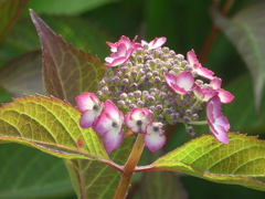 P1150927 おひさまと… P1150927 おひさまと…