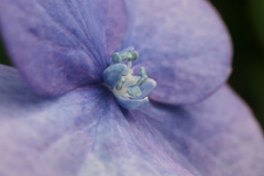 P1012409　紫陽花の花