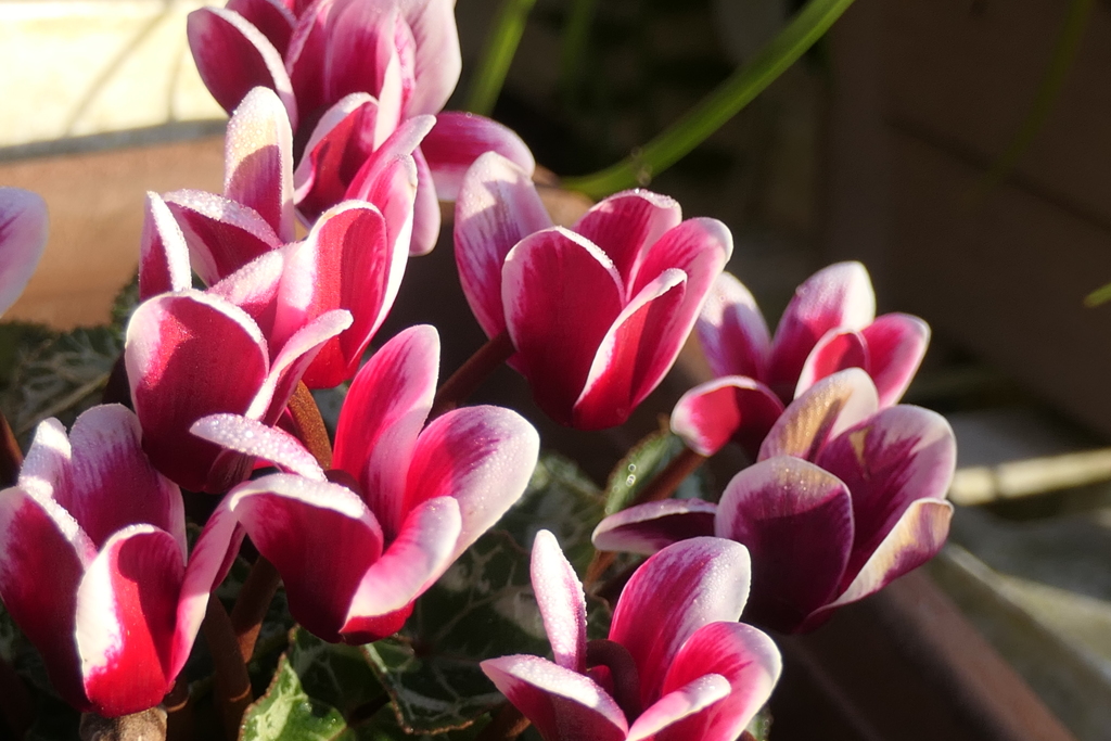 P1080972　ガーデンシクラメン