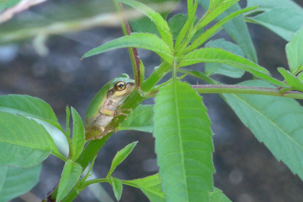 P1340034　アマガエル君