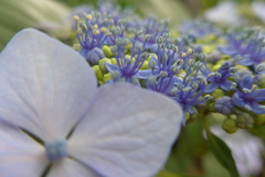 P1100080　あじさい