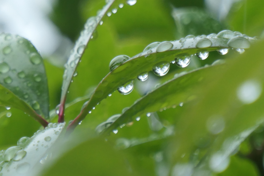 P1045988　雨上がりに