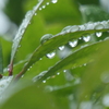 P1045988　雨上がりに