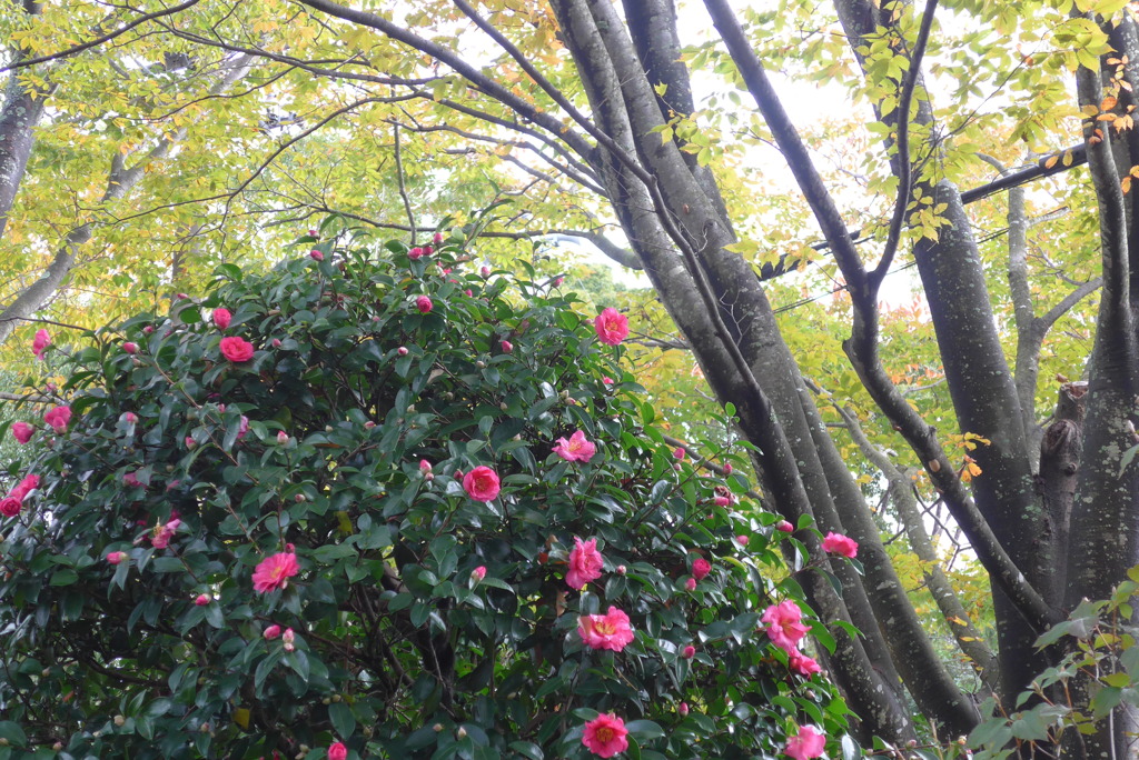 P1250604　秋の日に
