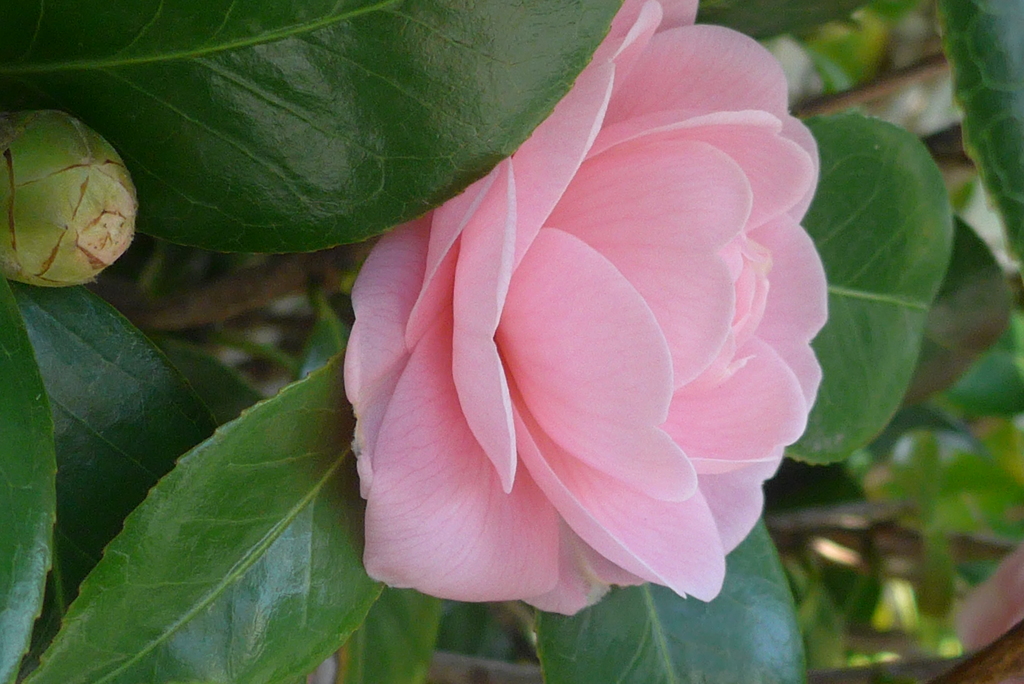 P1070725　ツバキ